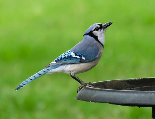 Scrub, Jay